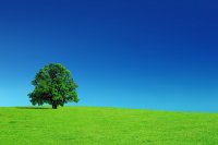 Quality Tree Surveys