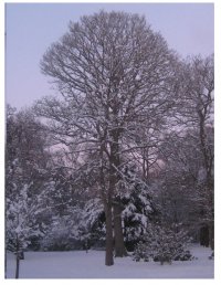 Snow